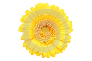 Gerbera Daisy