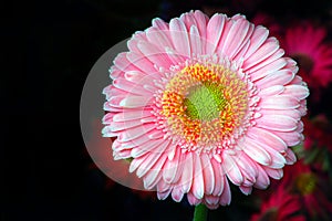 Gerbera Daisy