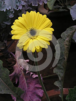 Gerbera daisy