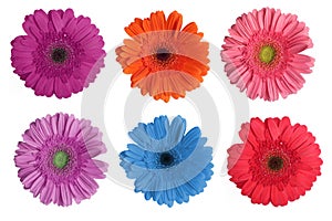 Gerbera Daisy