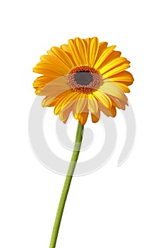 Gerbera daisy