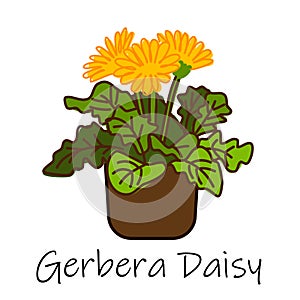 Gerbera Daisy-Air purification tree