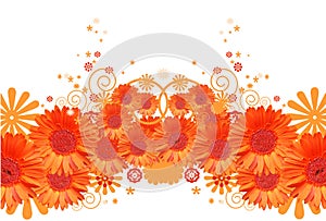 Gerbera daisy background