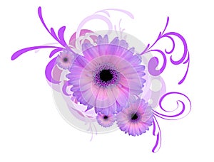 Gerbera daisy background