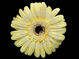 Gerbera Daisy on Black photo