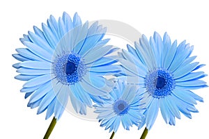 Gerbera daisy blue three