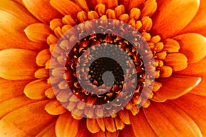 Gerbera daisy