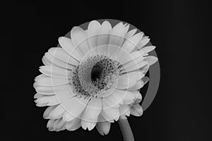 Gerbera daisy flower