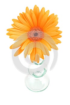 Gerbera Daisy flower