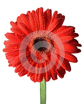 Gerbera, Daisy flower.