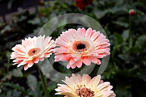 Gerbera daisy flower