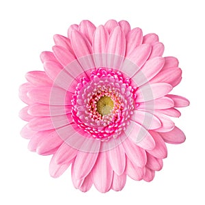 Gerbera daisy flower close-up view from above isolated on white background