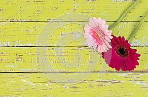 Gerbera daisy flower greeting card background for mothers or womans day at vintage style.