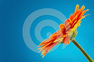 Gerbera daisy flower isolated on blue background