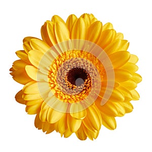 Yellow gerbera daisy flower