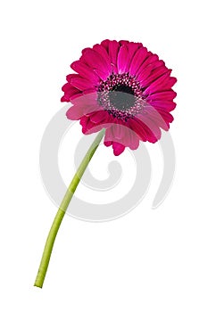 Gerbera daisy flower isolated on white background