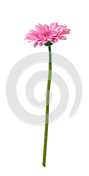 Gerbera daisy flower isolated on white background