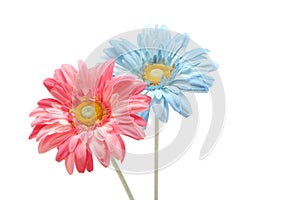 Gerbera daisy flowers