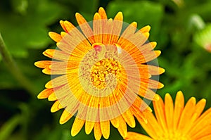 Gerbera Daisy, in full bloom