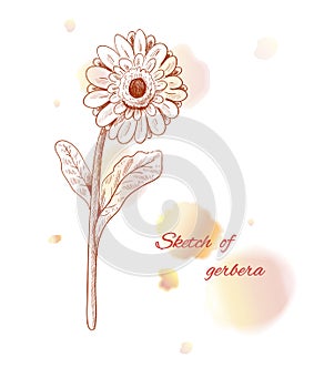 Gerbera daisy. Hand drawn vector illustration. Element for design