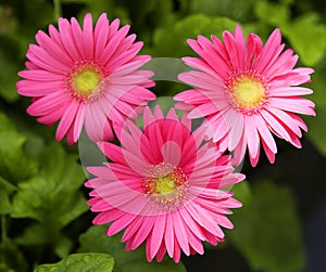 Gerbera Daisy. Hot Pink Flowers