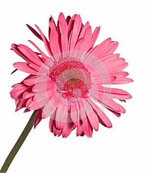 Gerbera daisy isolated on white