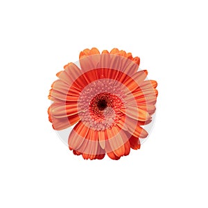 Gerbera Daisy Isolated on a White Background