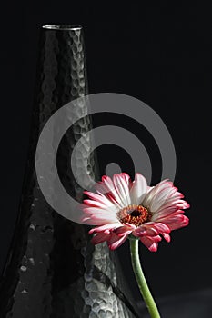 Gerbera daisy leaning against a black vase