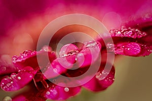 Gerbera daisy macro close up shot