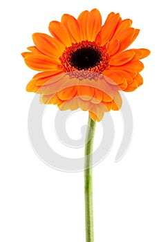 Gerbera Daisy orange