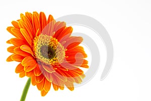 Gerbera Daisy photo