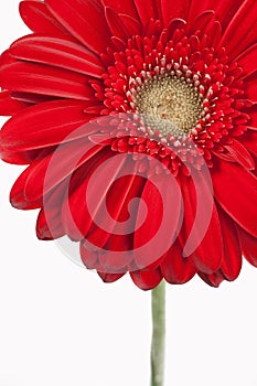 Gerbera Daisy