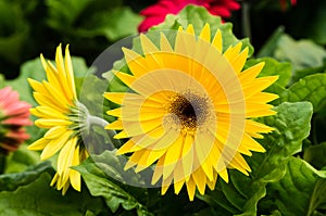 Gerbera daisy plant in bloom