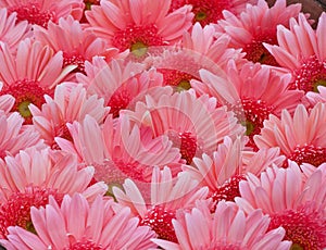 Gerbera Daisy plant with pink flowers in bloom. Flower rainbow background