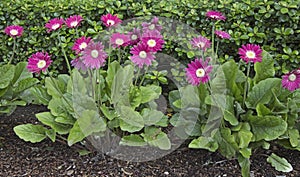 Gerbera daisy plants in garden