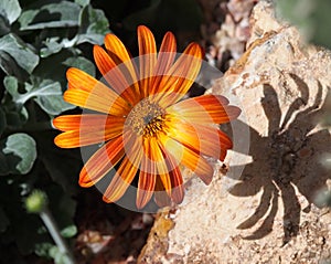 Gerbera Daisy