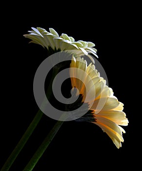 Gerbera daisy sepals and under petals