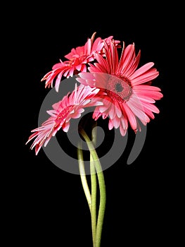 Gerbera Daisy Trio Portrait 1