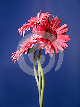 Gerbera Daisy Trio Portrait 2