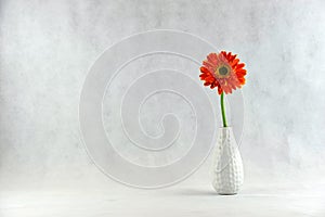 Gerbera Daisy in vase