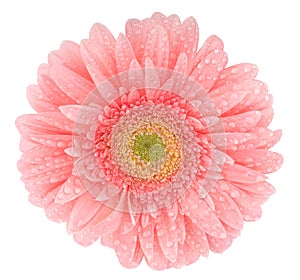 Gerbera with drops