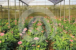 Gerbera farm inside greenhouse