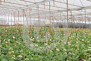 Gerbera farm inside greenhouse
