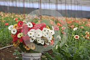 Gerbera farm inside greenhouse