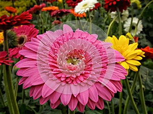 Gerbera