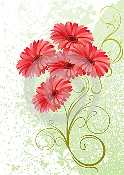 Gerbera floral background