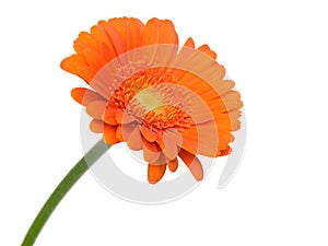 Gerbera flower photo