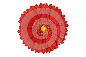 Gerbera flower