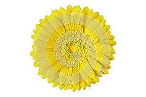 Gerbera flower