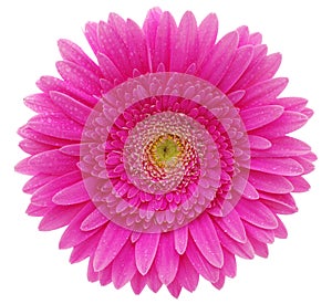 Gerbera flower